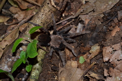 Crassicrus tochtli