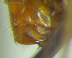 Agnocoris rubicundus