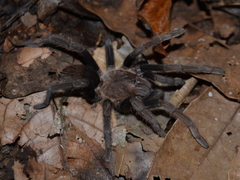 Crassicrus tochtli
