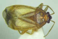 Agnocoris rubicundus
