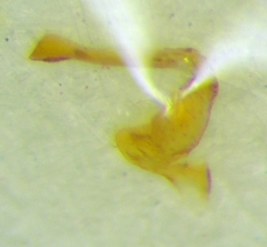 Agnocoris rubicundus