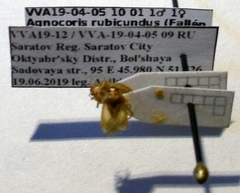 Agnocoris rubicundus