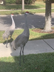 Grus canadensis image
