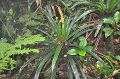 Guzmania darienensis