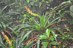 Guzmania darienensis