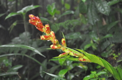 Guzmania darienensis