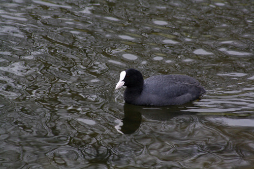 Fulica atra