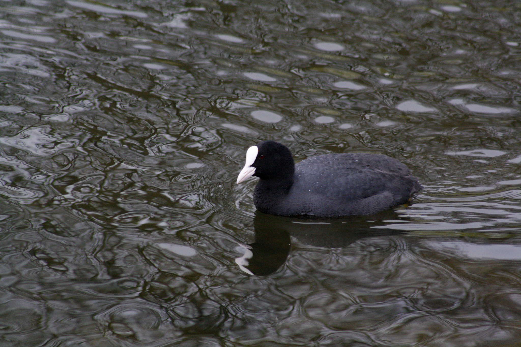 Eurasian Coot