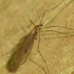 Paracladura trichoptera