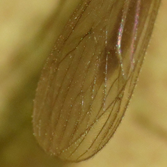 Paracladura trichoptera