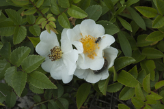 Rosa maximowicziana