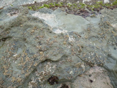 Patelloida corticata