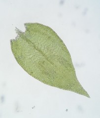 Leskeaceae