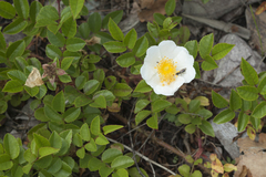 Rosa maximowicziana