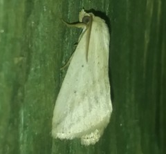 Amolita obliqua