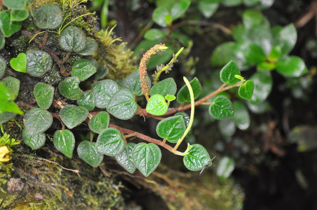 Peperomia perglandulosa