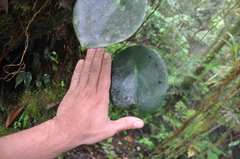 Peperomia choroniana