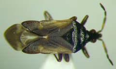 Anthocoris nemoralis