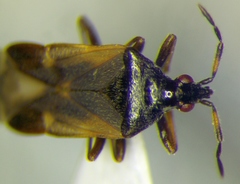 Anthocoris nemoralis