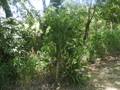 Brasiliopuntia brasiliensis