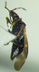 Anthocoris nemoralis