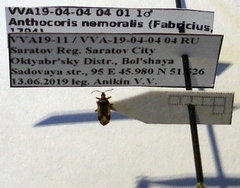 Anthocoris nemoralis