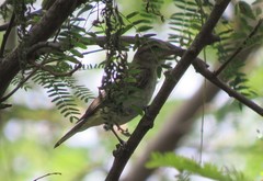 Vireo altiloquus
