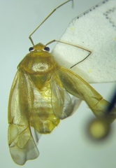 Apolygus spinolae