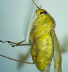 Apolygus spinolae