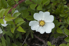 Rosa maximowicziana