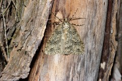 Pseudocoremia rudisata