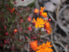 Hibbertia stellaris