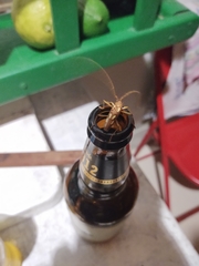 Eburodacrys sexmaculata