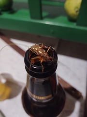 Eburodacrys sexmaculata