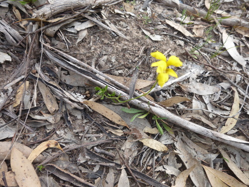 Image of Goodenia pinnatifida by (c) Kiri Bee, some rights reserved (CC BY)