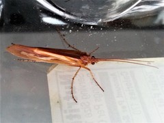 Limnephilus flavastellus