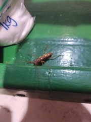 Eburodacrys sexmaculata