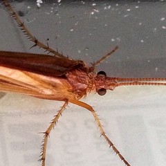 Limnephilus flavastellus