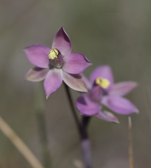 Thelymitra luteocilium