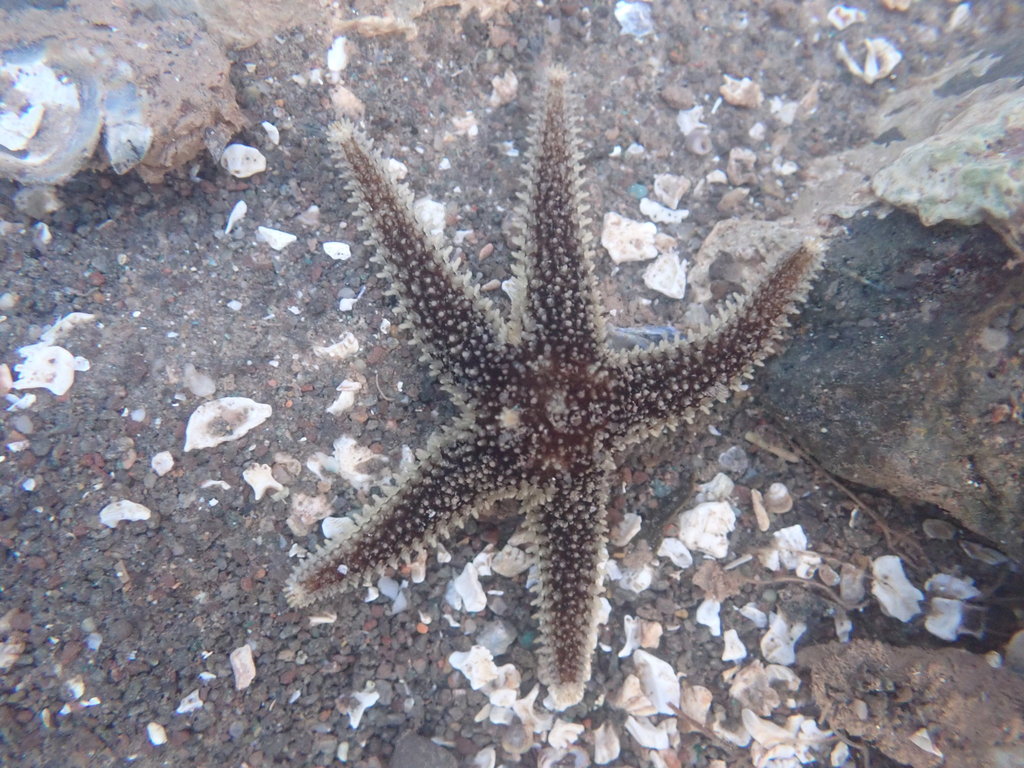 Green Slender Sea Star