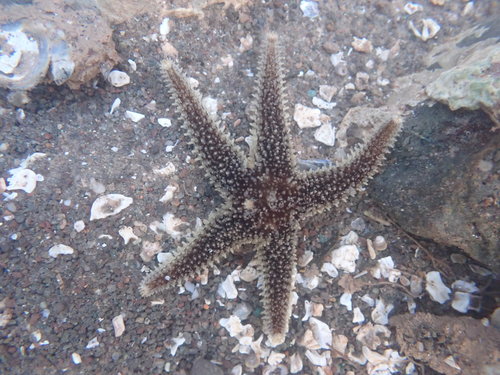 Green Slender Sea Star — photo 1