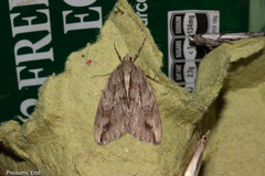 Pseudocoremia lupinata