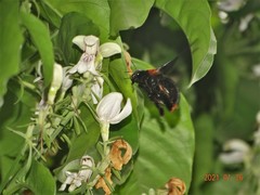 Justicia adhatodoides