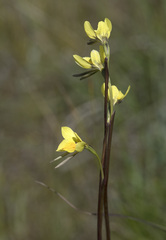 Diuris behrii