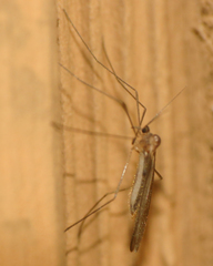 Paracladura trichoptera