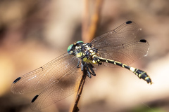 Antipodogomphus acolythus