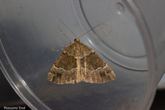 Pseudocoremia pergrata