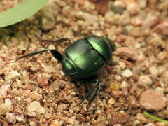 Canthon indigaceus