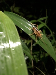 Nippancistroger testaceus