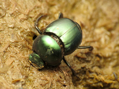 Canthon indigaceus
